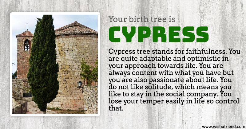 Cypress Name Meaning, Origin, History, And Popularity