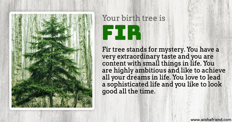 Your Birth Tree: Fir Tree