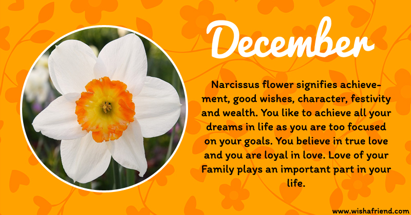 December Birth Flower Narcissus