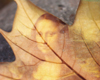 Dry Autumn Leaf